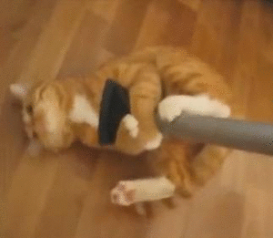 http://reho.st/www.catsvscancer.org/wp-content/uploads/2015/04/kitten-spring-cleaning-mop.gif
