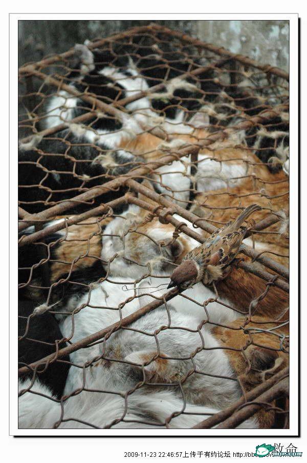 http://reho.st/www.chinasmack.com/wp-content/uploads/2009/11/cats-cages-tianjin-china-02.jpg