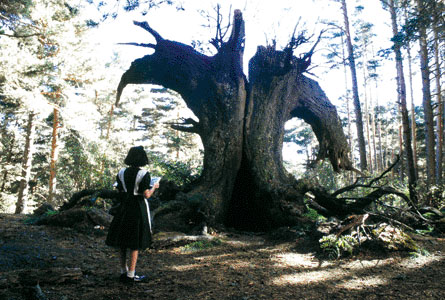 http://reho.st/www.deltorofilms.com/featured_pix/pan_tree.jpg