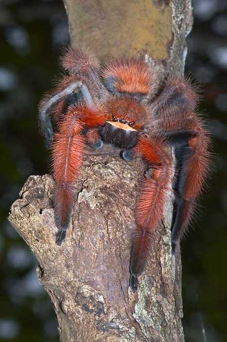 http://reho.st/www.dimijianimages.com/More-p19-Madagascar-p6/4142-spider-Megaloremmius-.jpg