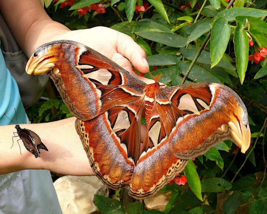 http://reho.st/www.fohguild.org/forums/attachments/screenshots/154322d1287535568-funny-strange-random-pics-janciebutterfly.bmp