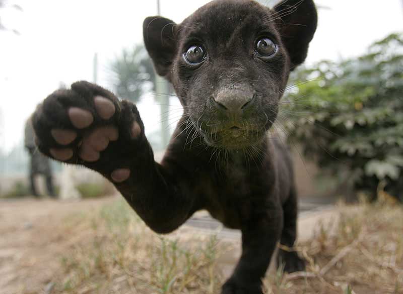 http://reho.st/www.fohguild.org/forums/attachments/screenshots/158425d1291672533-funny-strange-random-pics-cute-black-baby-jaguar.jpg