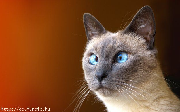 http://reho.st/www.funpic.hu/files/pics/00035/00035309.jpg