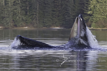 http://reho.st/www.hoax-slayer.com/images/whale-feeding.jpg