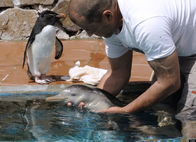 http://reho.st/www.ljplus.ru/img4/l/i/libertine_69/baby_dolphin2
