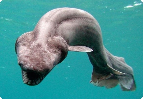 http://reho.st/www.lomag-man.org/animation/science-geographie-histoire/requin-prehistorique/requin-prehistorique-refaitsurface.jpg