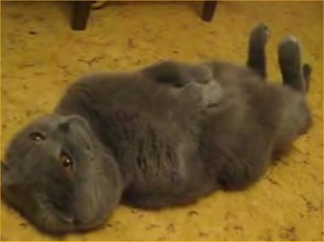 http://reho.st/www.maniacworld.com/weird-sleeping-cat.jpg