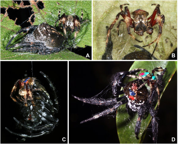 http://reho.st/www.nature.com/article-assets/npg/srep/2016/160429/srep25128/images_hires/w582/srep25128-f1.jpg