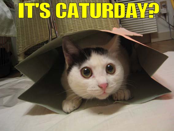 http://reho.st/www.tukaro.com/images/cat-urday.jpg