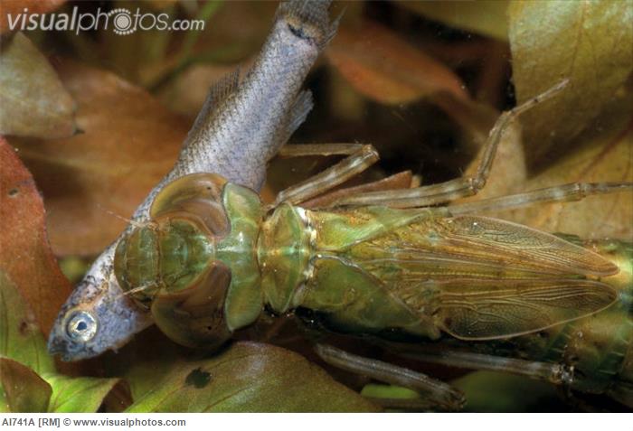 http://reho.st/www.visualphotos.com/photo/1x6351837/green_darner_nymph_eating_fish_AI741A.jpg