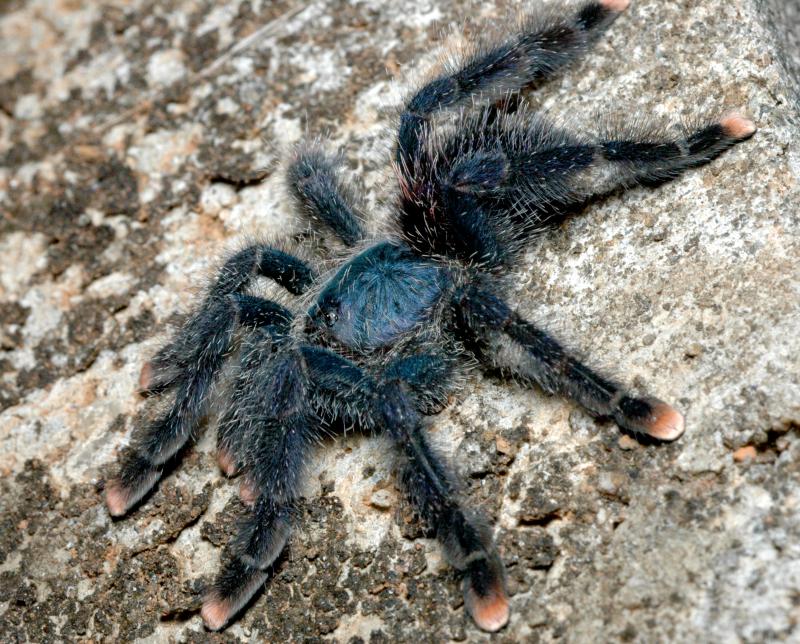 http://reho.st/zafro.free.fr/content/11_2004/01_GUYANE_FAUNE/DSC_4725.JPG
