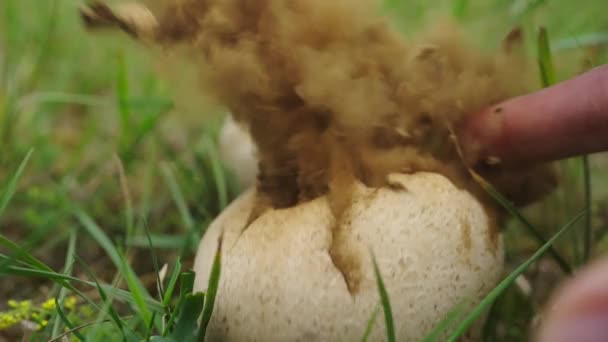 https://reho.st/https://st2.depositphotos.com/46950342/56469/v/600/depositphotos_564690644-stock-video-giant-puffball-mushroom-exploding-spreading.jpg