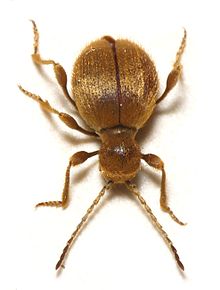 https://reho.st/https://upload.wikimedia.org/wikipedia/commons/thumb/9/96/Niptus.hololeucus.jpg/220px-Niptus.hololeucus.jpg