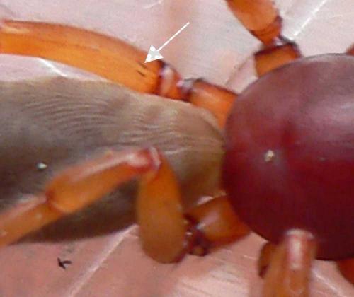 https://reho.st/https://www.galerie-insecte.org/galerie/image/dos203/big/P1130763bepine.jpg