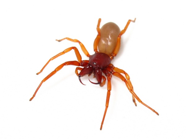 https://reho.st/preview/https://lh3.googleusercontent.com/-RWI6rCluO2s/TXuQWlwB8PI/AAAAAAAABtY/vm9j2Rl_tJs/s1600/dysdera+crocata+open+fangs.jpg
