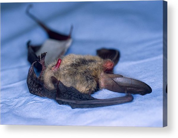 https://reho.st/preview/https://render.fineartamerica.com/images/rendered/default/acrylic-print/10.000/6.625/hangingwire/break/images-medium-5/long-eared-bat-plecotus-auritus-under-anaesthetic-with-erect-penis-st-tiggywinkles-wildlife-hospital-haddenham-uk-les-stocker.jpg