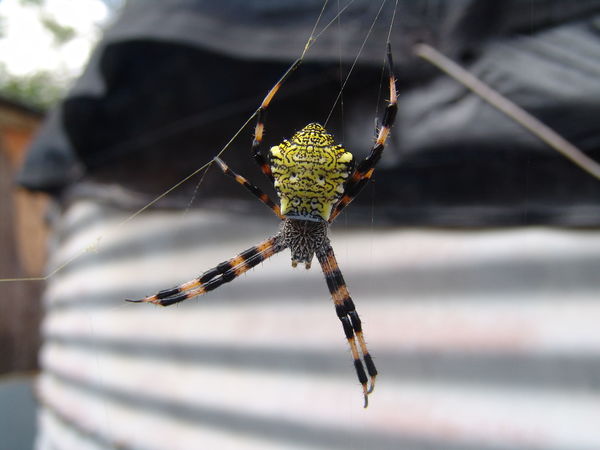 https://reho.st/preview/https://upload.wikimedia.org/wikipedia/commons/thumb/2/28/Argiope_appensa.jpg/1920px-Argiope_appensa.jpg