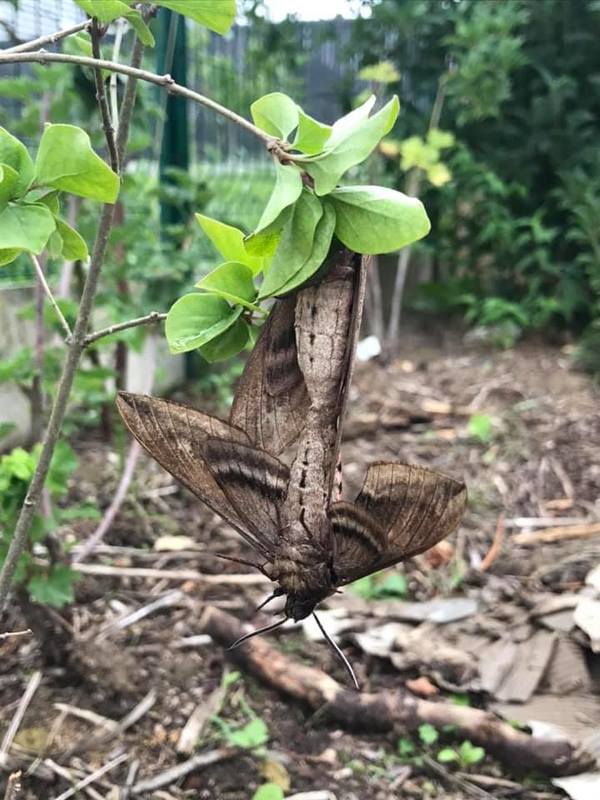 https://reho.st/preview/self/16d8cc1240c90b9e911d7300110d0b84b0a0a671.jpg