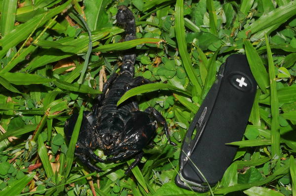 https://reho.st/preview/self/d98b7d2f6ec4faa07b939276915b1cecf89aa9d1.jpg