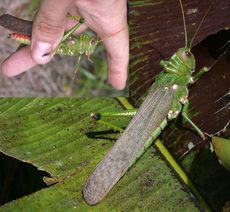 https://reho.st/thumb/zafroguyane.free.fr/insectes/cricketss/images/cricket1958.jpg