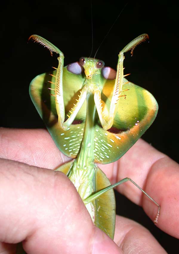 https://reho.st/zafroguyane.free.fr/insectes/Phasmes-mantes/images/mantes2021.jpg